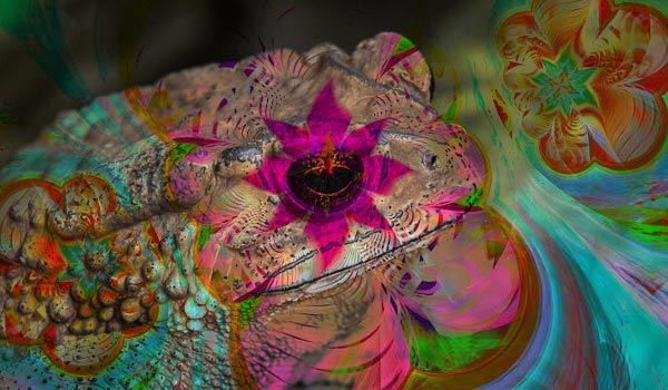 ￼Demand for This Toad's Psychedelic Toxin Is Booming. - Moonhauz