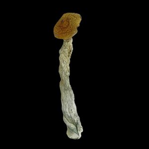Alacabenzi Shrooms
