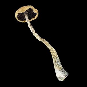 Penis Envy 6 Magic Mushrooms