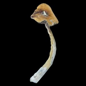 Texas Penis Envy Magic Mushrooms