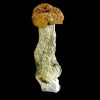 Aztec Gods Shrooms