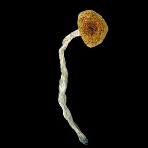 Blue Angel Magic Mushrooms