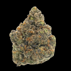 Snowman Hybrid